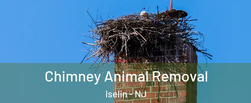  Chimney Animal Removal Iselin - NJ
