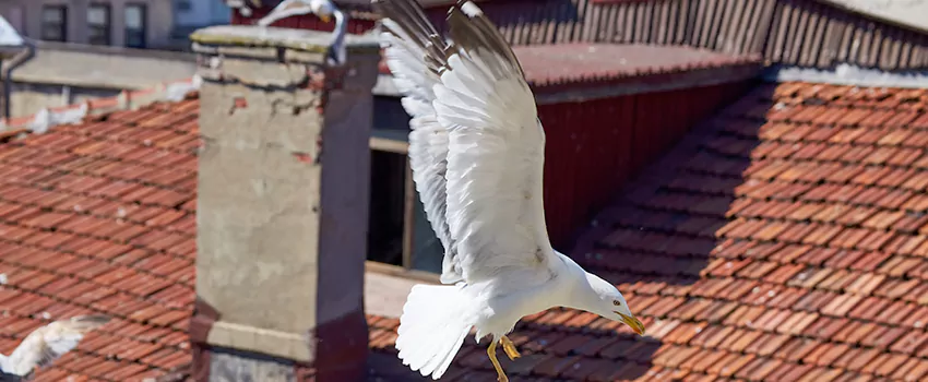 Residential Chimney Animal Removal Solution in Iselin, NJ