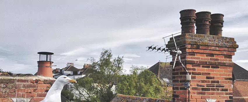 Chimney Cleaning And Restoration in Iselin, New Jersey